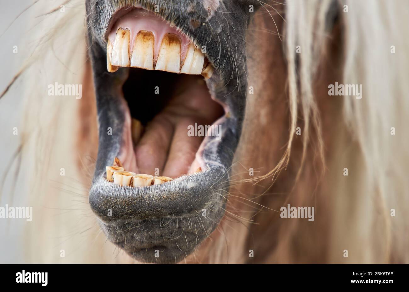 Brown horse opened its mouth depicting a singing song, closeup Stock