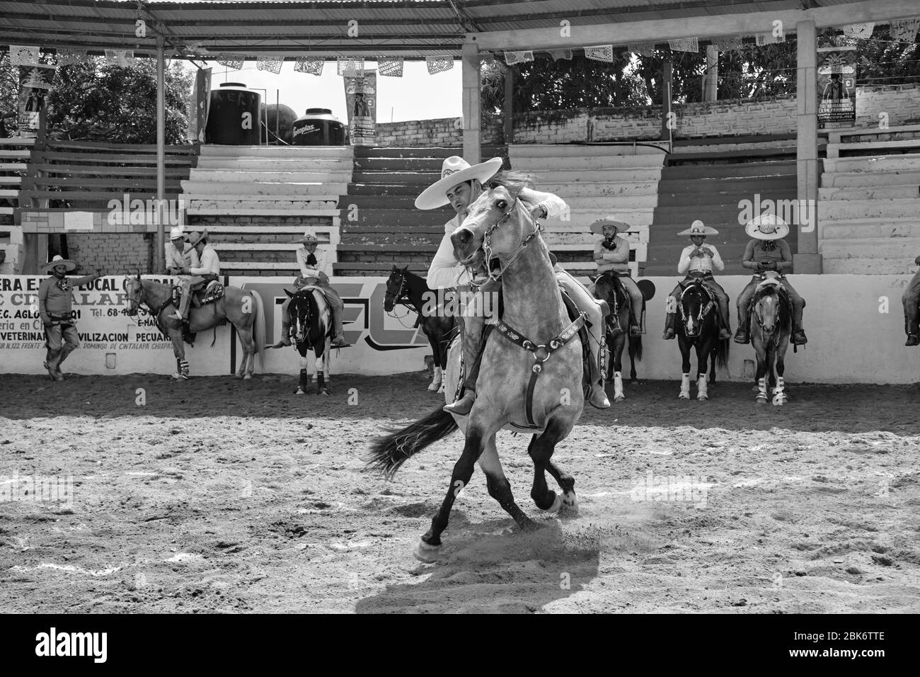 Mexican cowboy showing his skills as a horse rider during a "charreria
