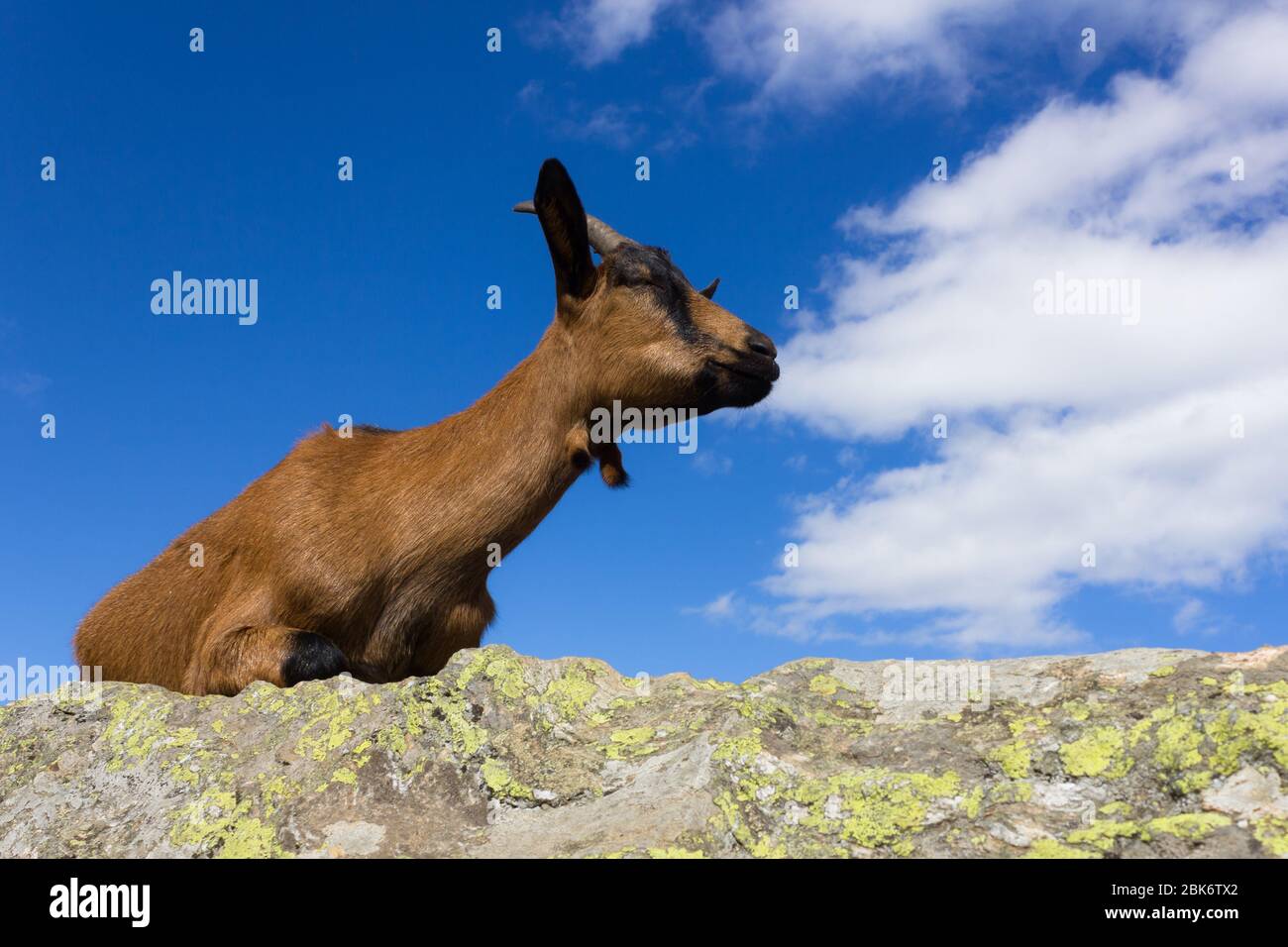 Alpine goat sitting on rock in the Austrian Alps Stock Photo