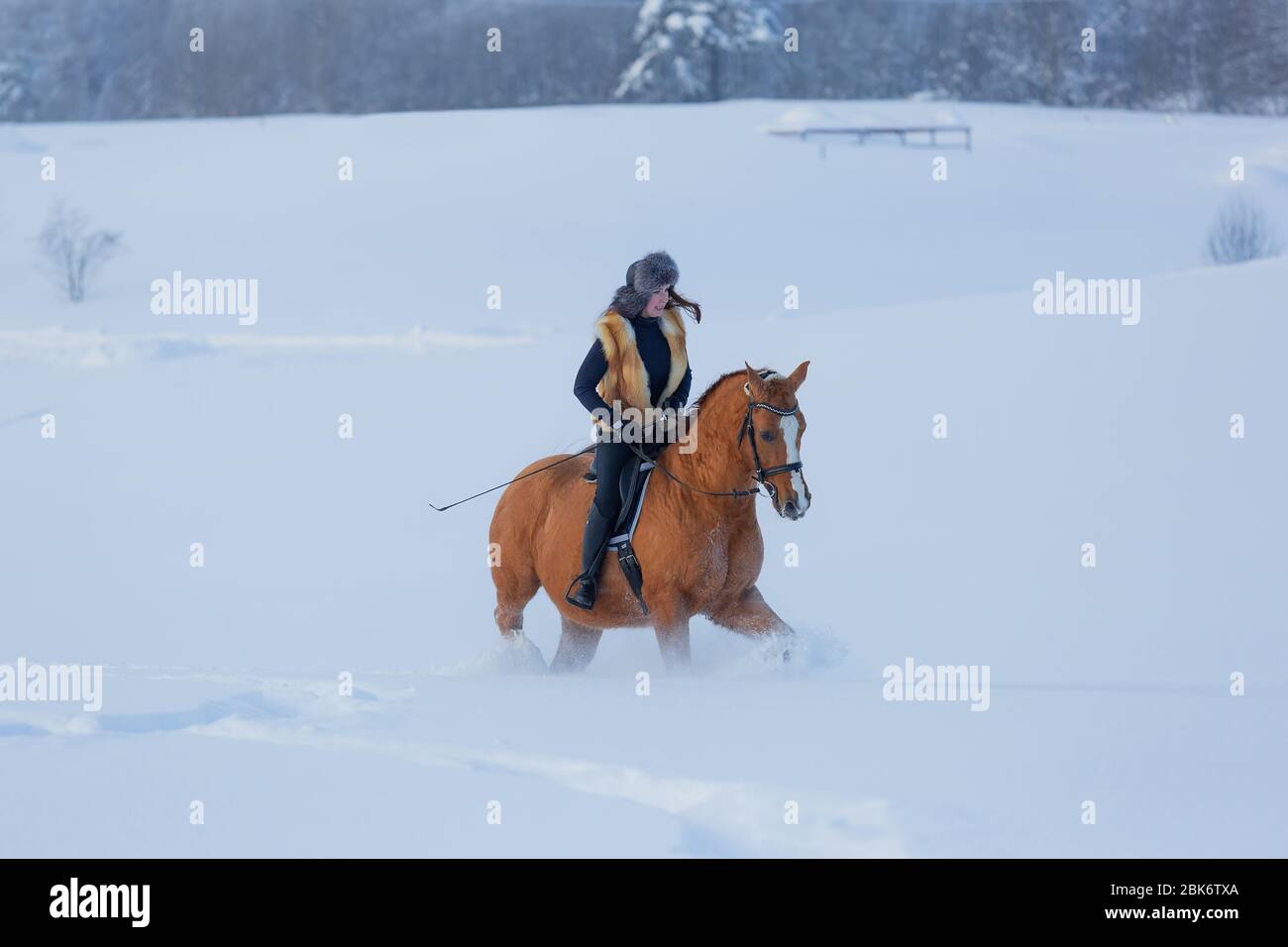 Young woman riding her Don horse through snow on a winter day Stock Photo