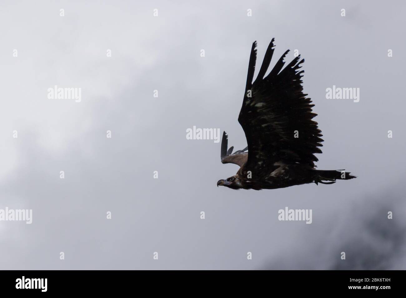 Black vulture (Aegypius monachus) flying in overcast, foggy weather Stock Photo