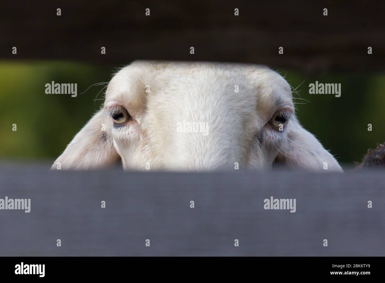 A domesticated sheep (Ovis orientalis aries) peeking between wooden pasture fence Stock Photo