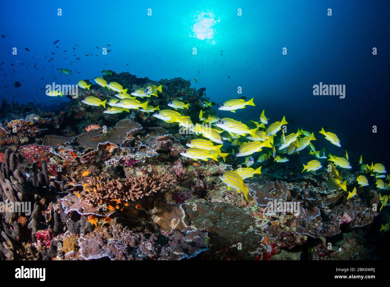 A school of beautiful, colorful snapper and other tropical fish on a ...