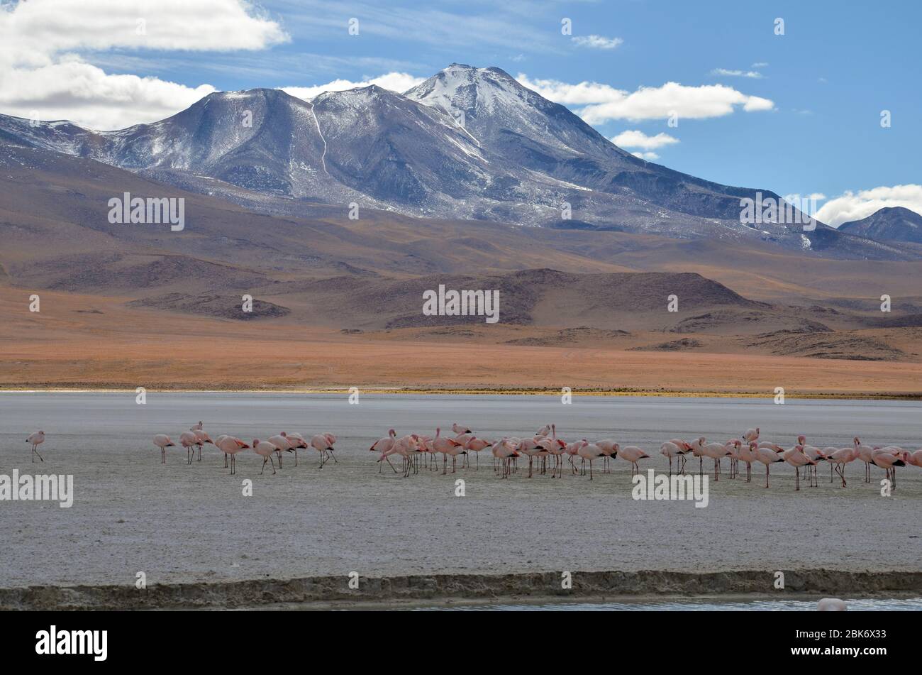 Flamingo at Lake Salar de Uyuni, Bolivia Stock Photo Alamy