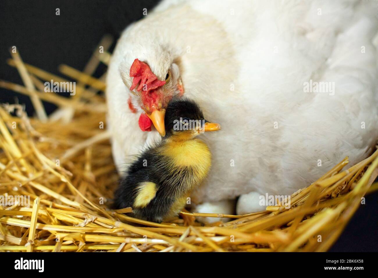 Hen adopted a newborn duck. A hen sitting in a nest and protecting a duckling. Closeup photo. Hen and newborn duck on a village farm. Organic farming Stock Photo