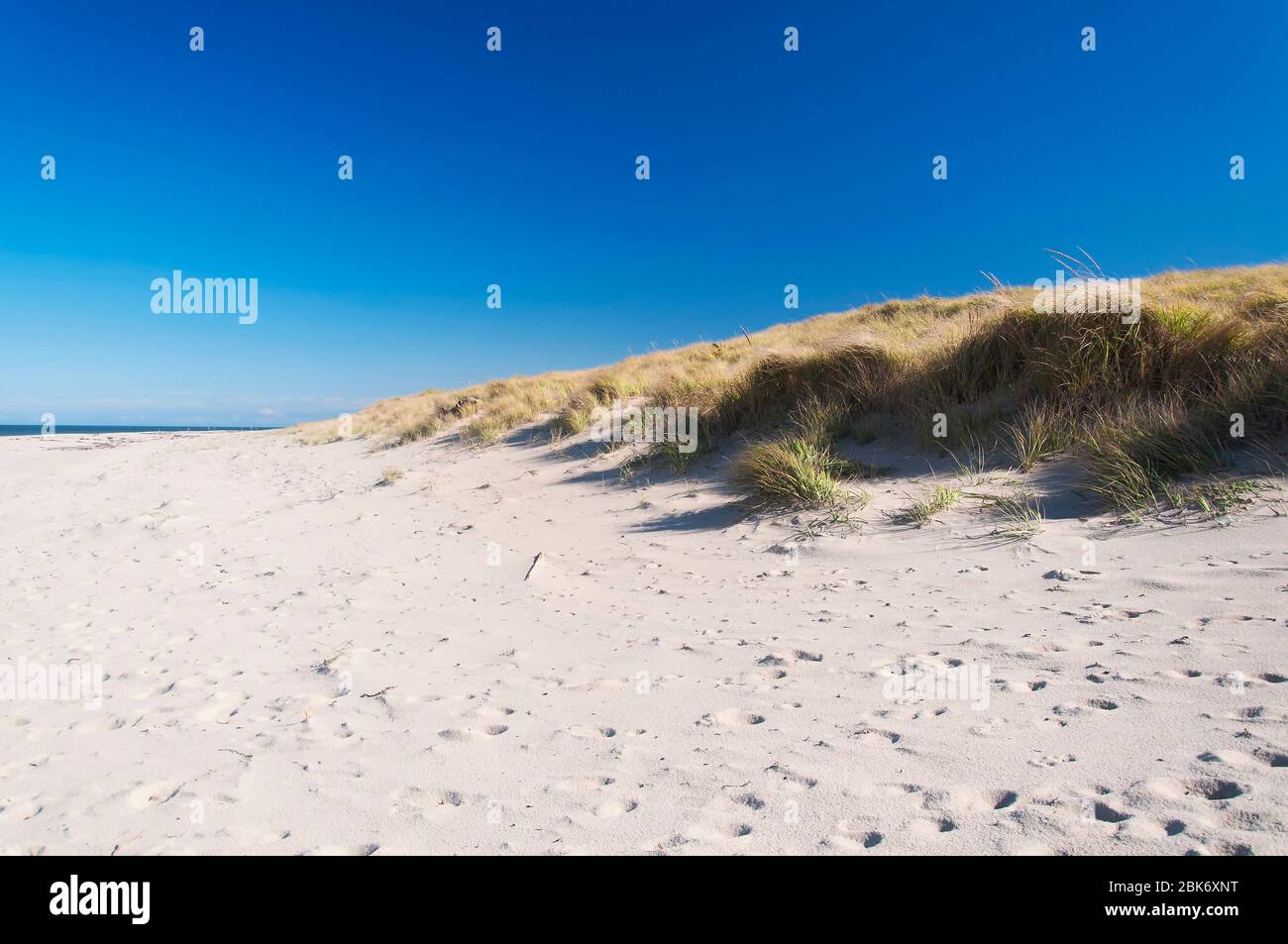 The grass covered sand dunes leading to race point beach on the cape cod national seashore in massachusetts. on a sunny blue sky day. Stock Photo