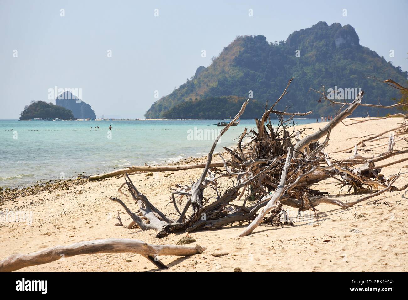 Dry roots of trees of various shapes lie on a sandy beach against a ...