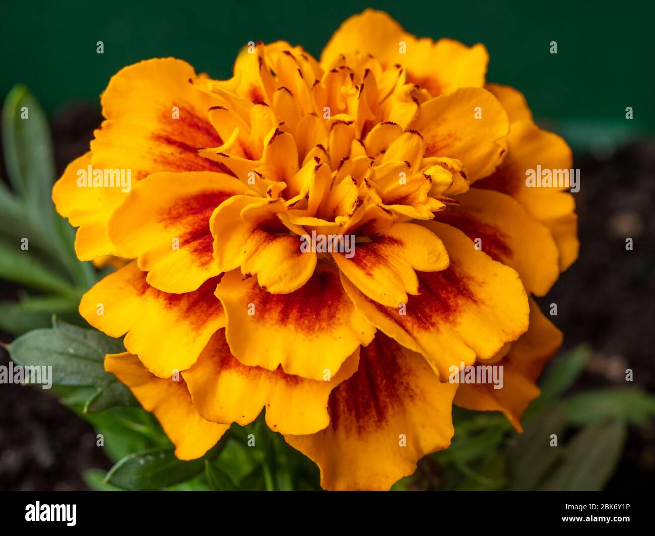 Closeup of a bright orange and yellow French marigold flower, Tagetes patula Stock Photo