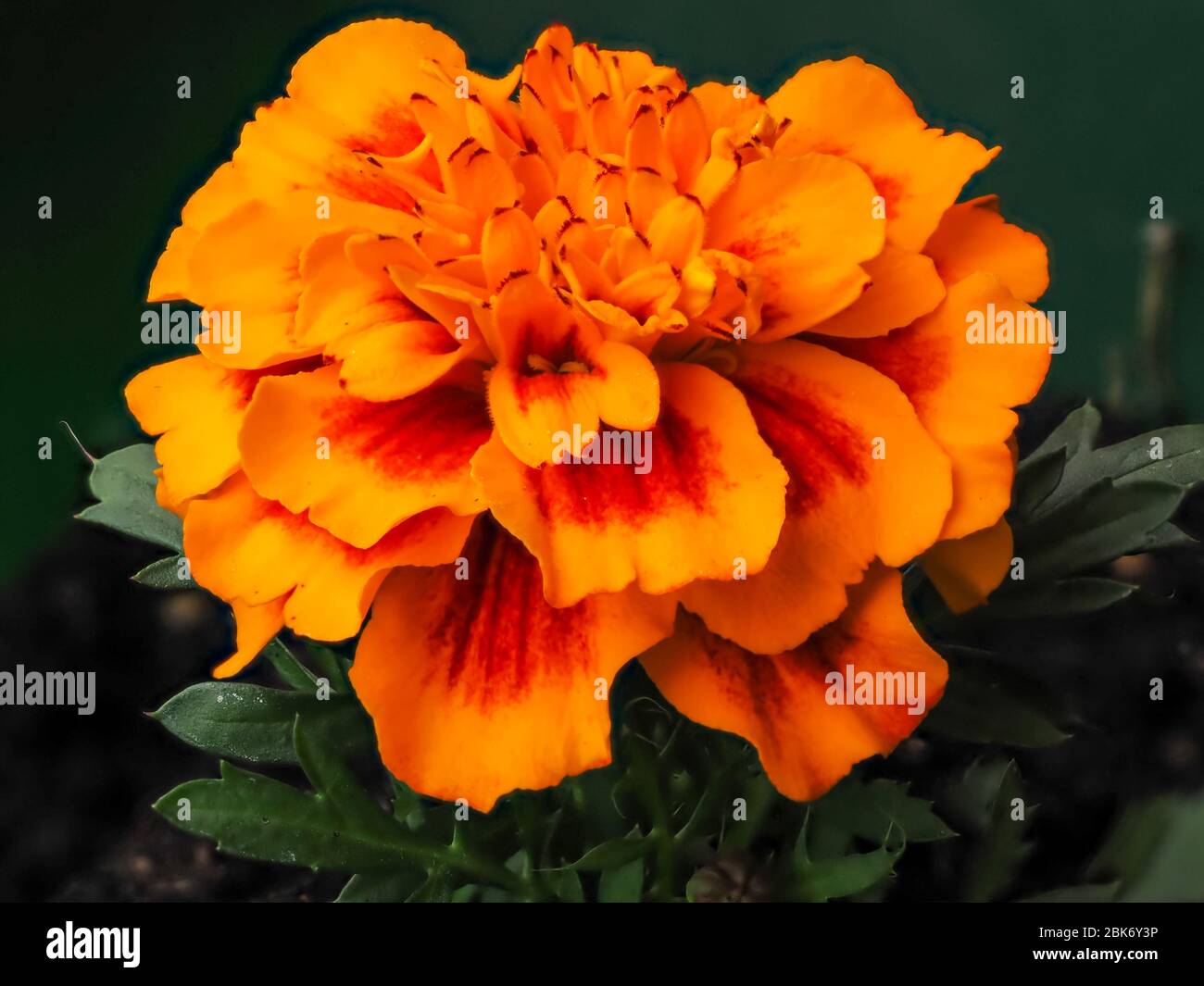 Closeup of a bright orange and yellow French marigold flower, Tagetes patula Stock Photo