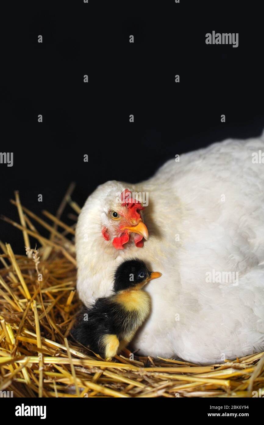 Free range chicken and her hatched duck.Hen adopted a newborn duck.A hen sitting in a nest and protecting a duckling. Hen and newborn duck on a nest. Stock Photo