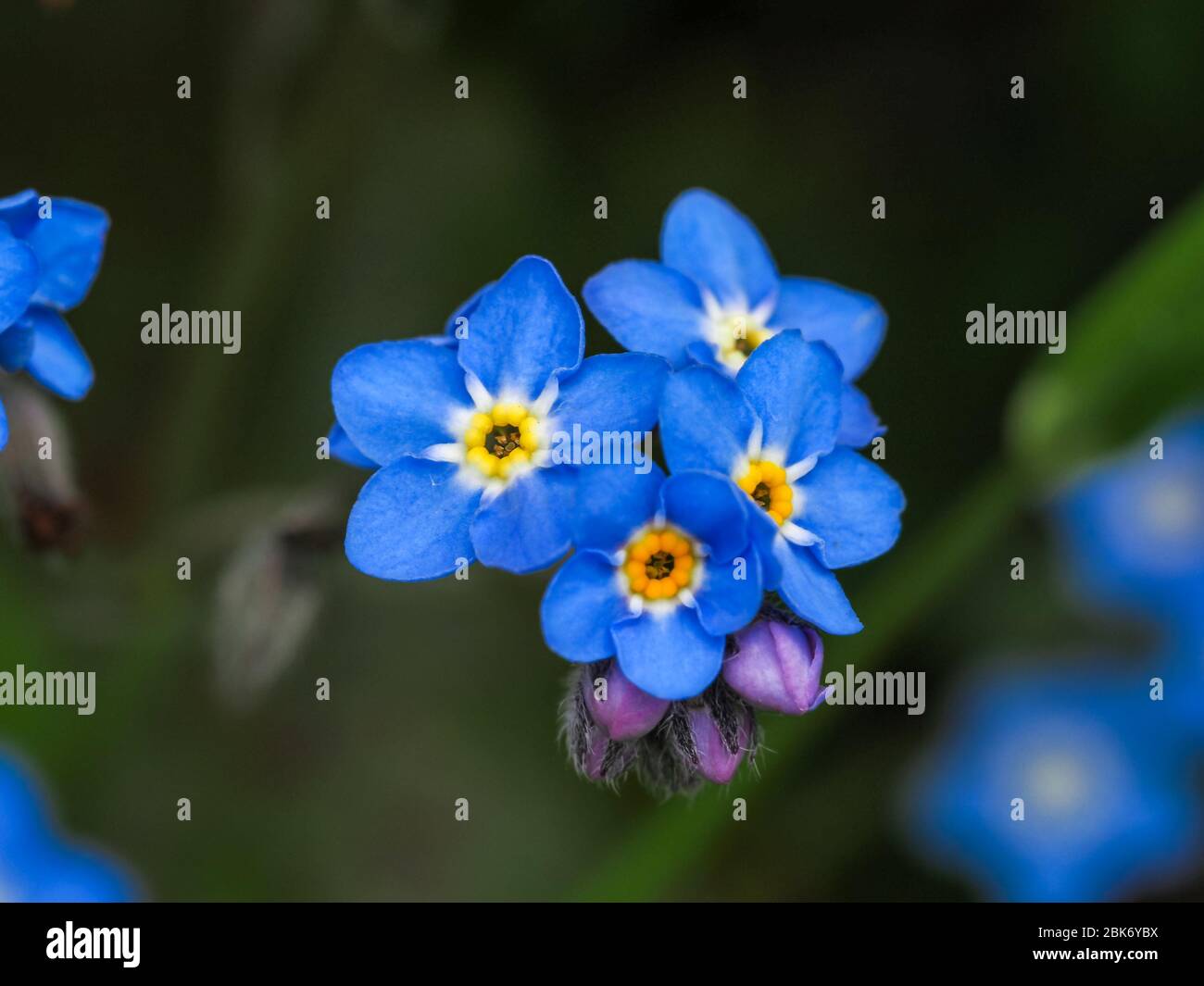 Closeup of the pretty little blue and yellow flowers and buds of forget-me-not, Myosotis Stock Photo