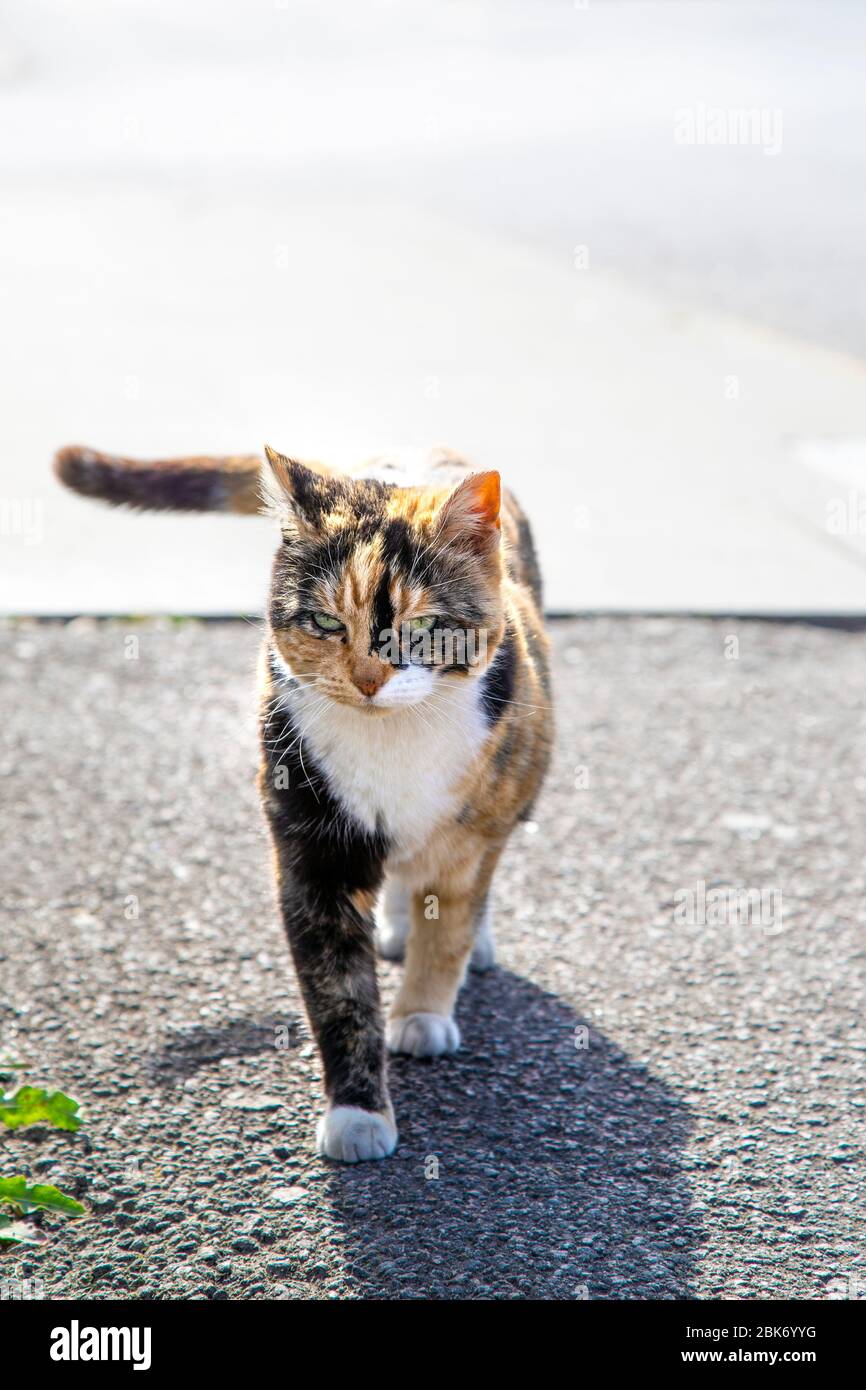 Stray tortoiseshell cat walking outdoors with frowny face, Limehouse, London, UK Stock Photo