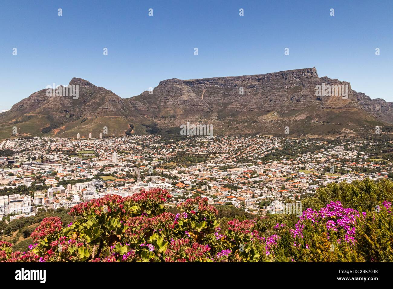 View from Signal Hill over Cape Town to Table Mountain and Devils Peak on a sunny day. Magenta and red flowers in the foreground, blue sky Stock Photo