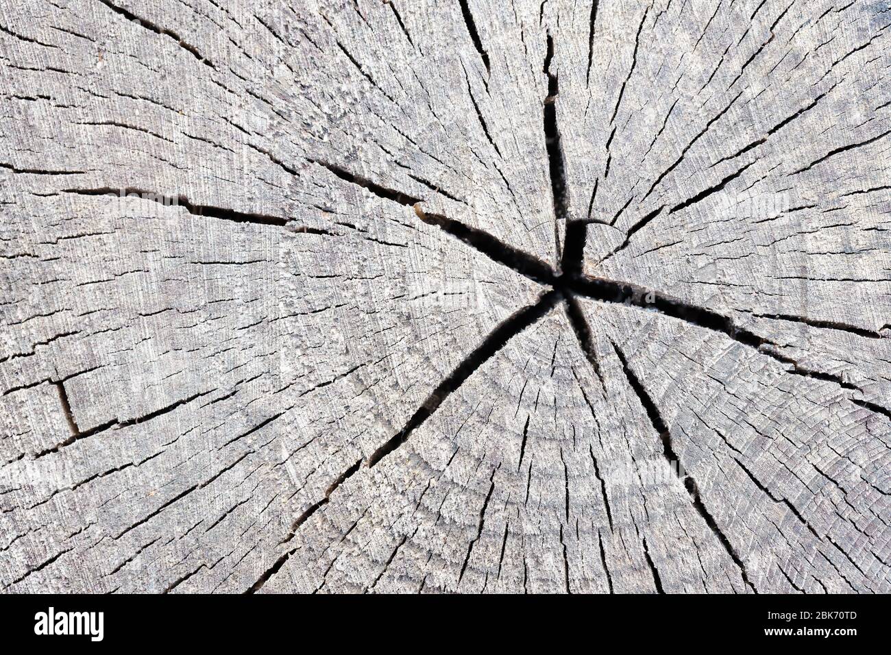 Texture of rough surface felled tree cracked weathered with annual ...