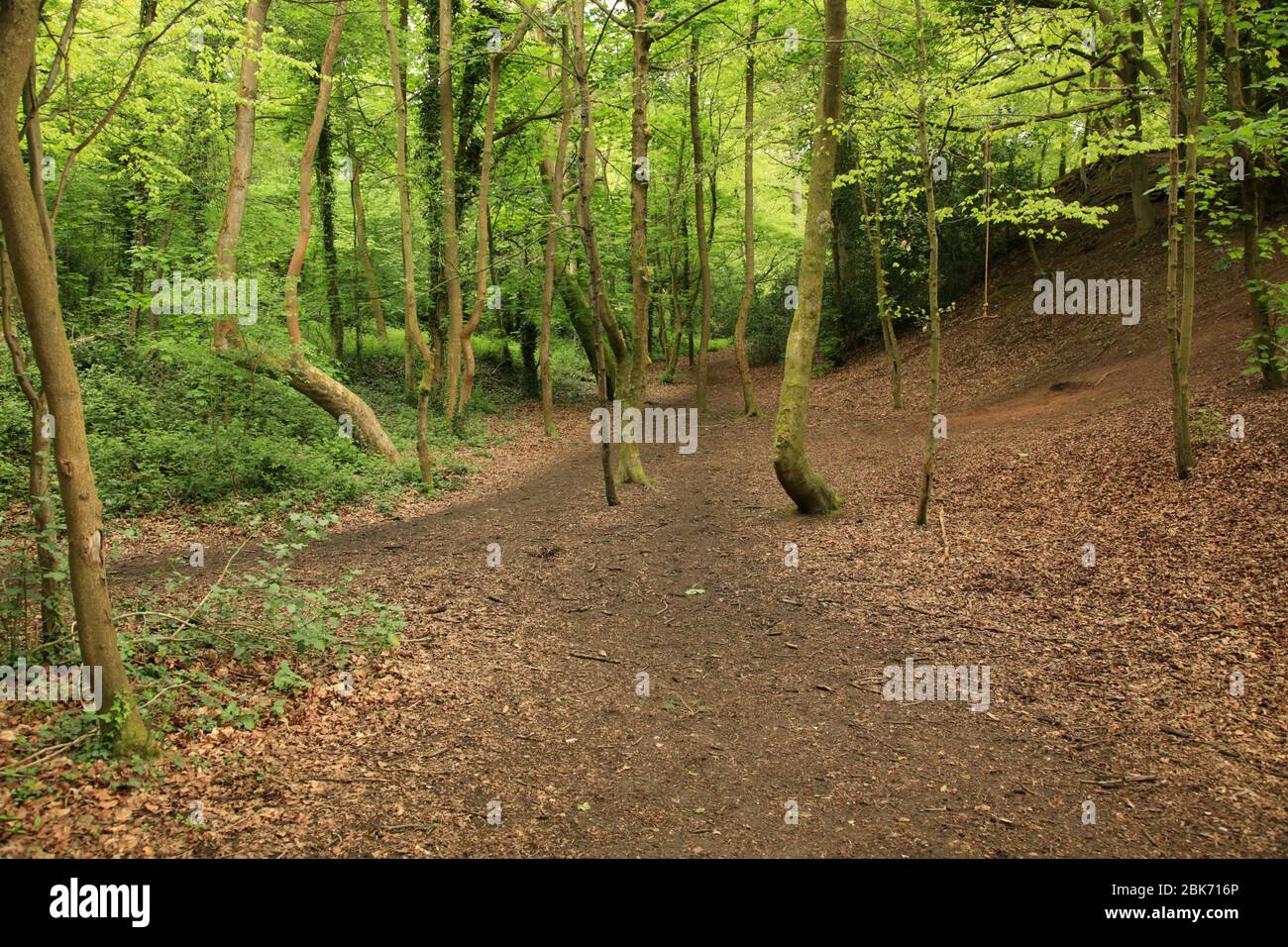 Norton covert, Stourbridge, West midlands, UK. Stock Photo