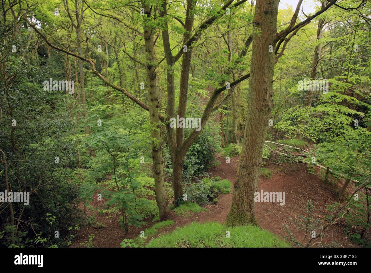 Norton covert, Stourbridge, West midlands, UK. Stock Photo