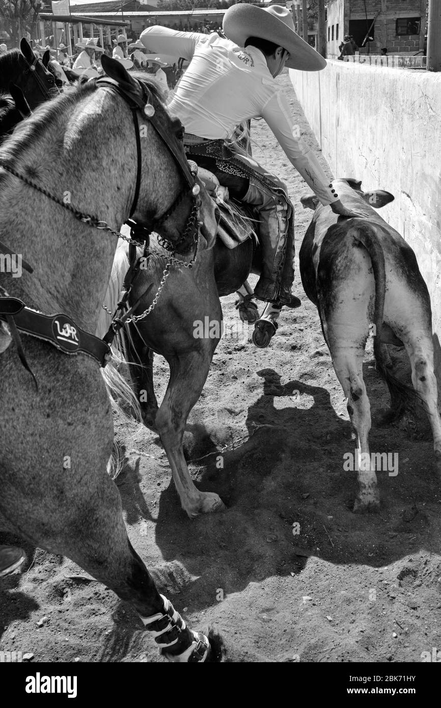 Mexican cowboy trying to knock down a bull during one of the test of a 'charreria'. Charrerias are the Mexican equivalent of rodeos. For three days th Stock Photo