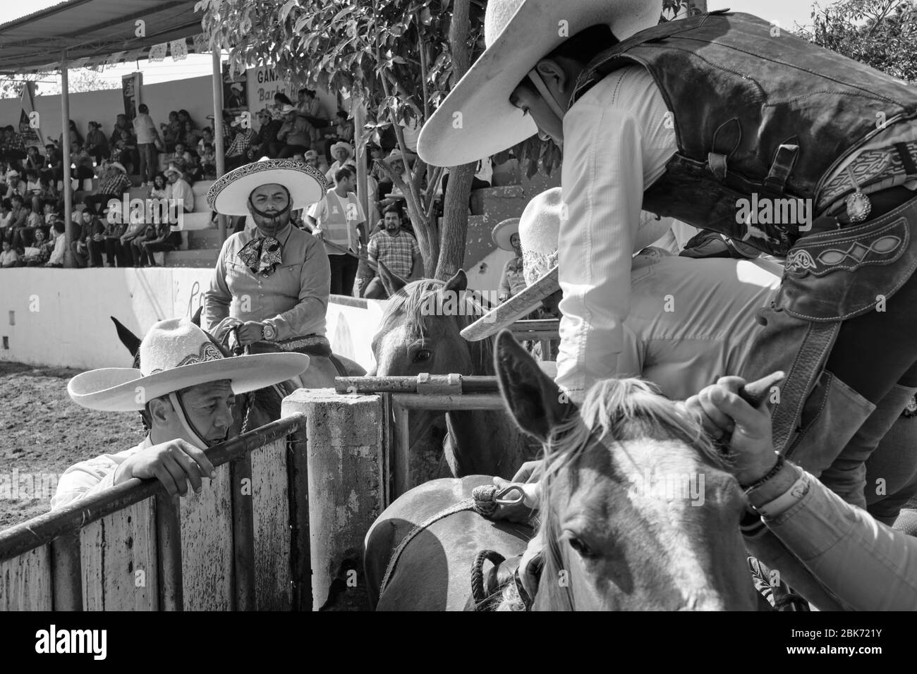 Mexican cowboy getting ready to ride a wild horse during one 