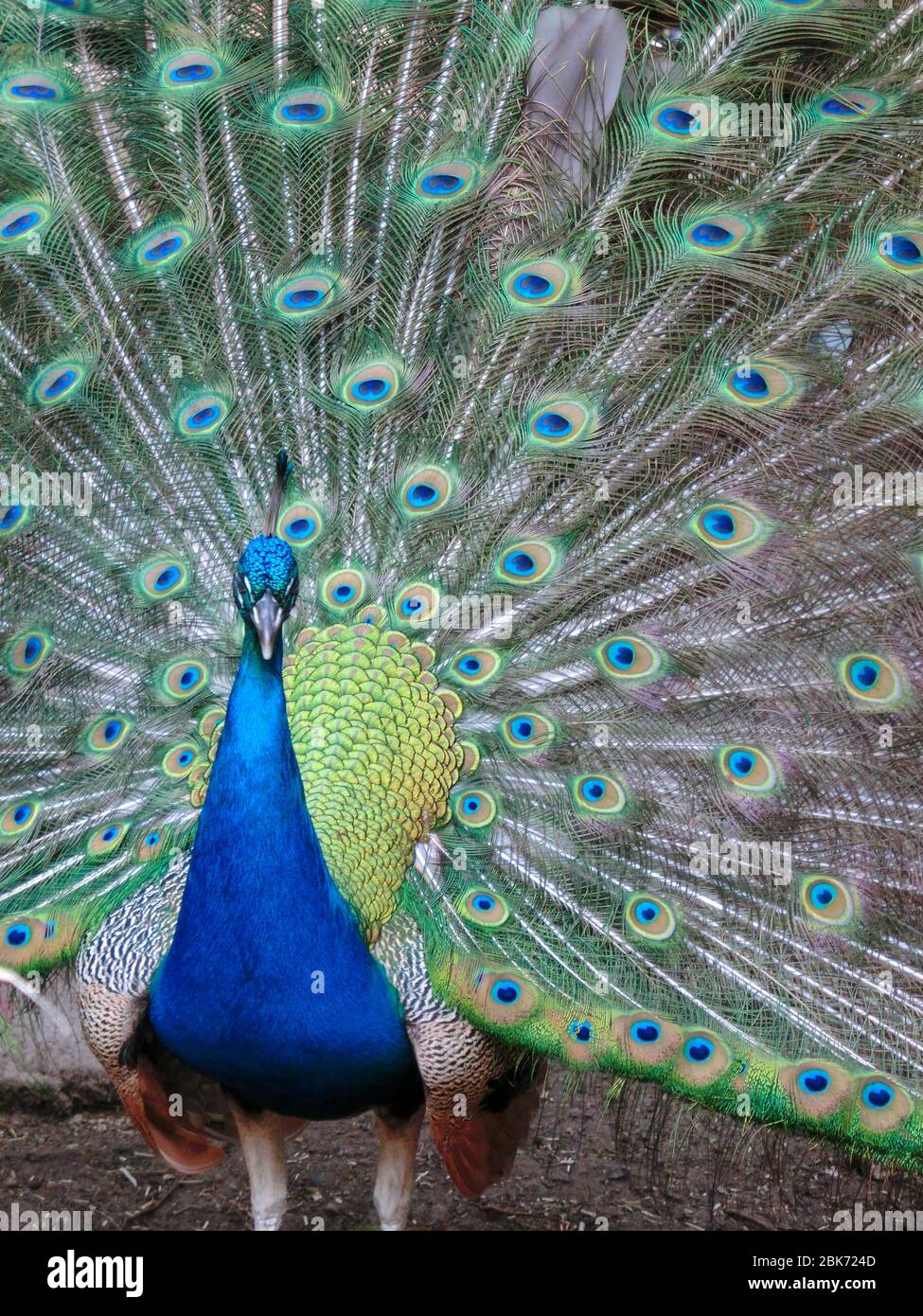 Closeup of a Peacock with open feathers Stock Photo - Alamy