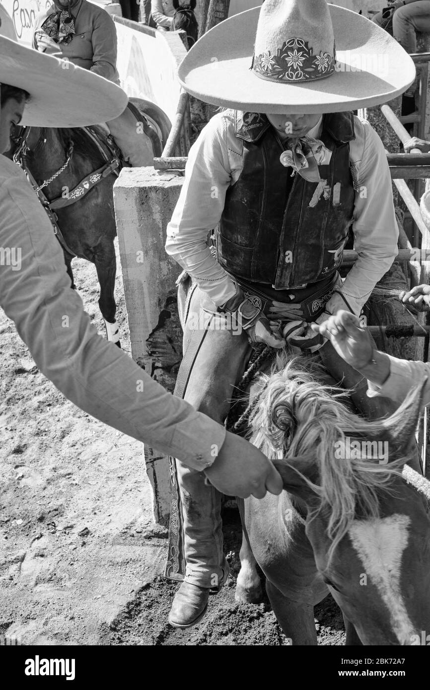 Mexican cowboy getting ready to ride a wild horse during one 'charreria' event. Charrerias are the Mexican equivalent of rodeos. For three days the pa Stock Photo