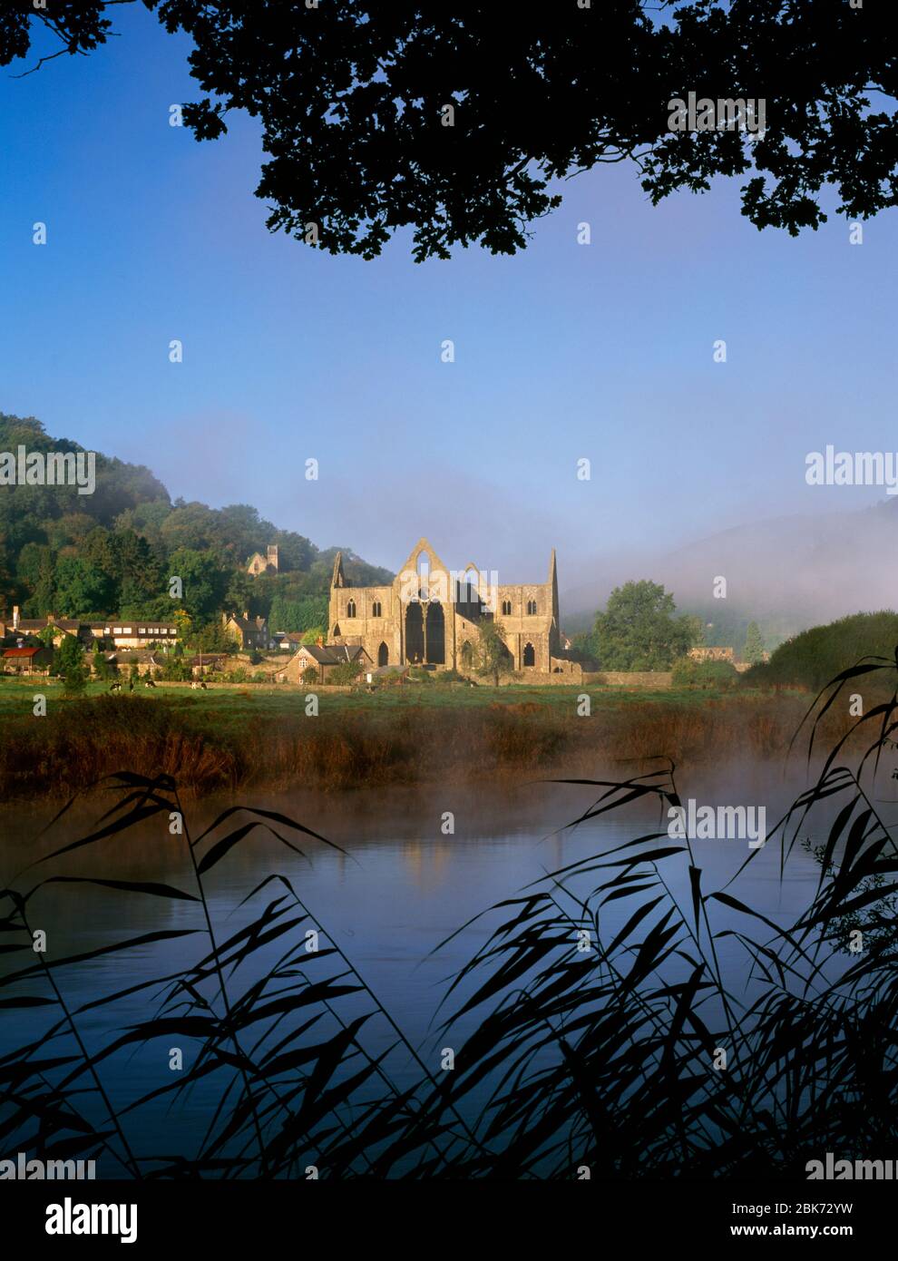 Tintern Abbey beside River Wye, Tintern Pava, Chepstow, Monmouthshire, South Wales. Misty summer morning. Stock Photo