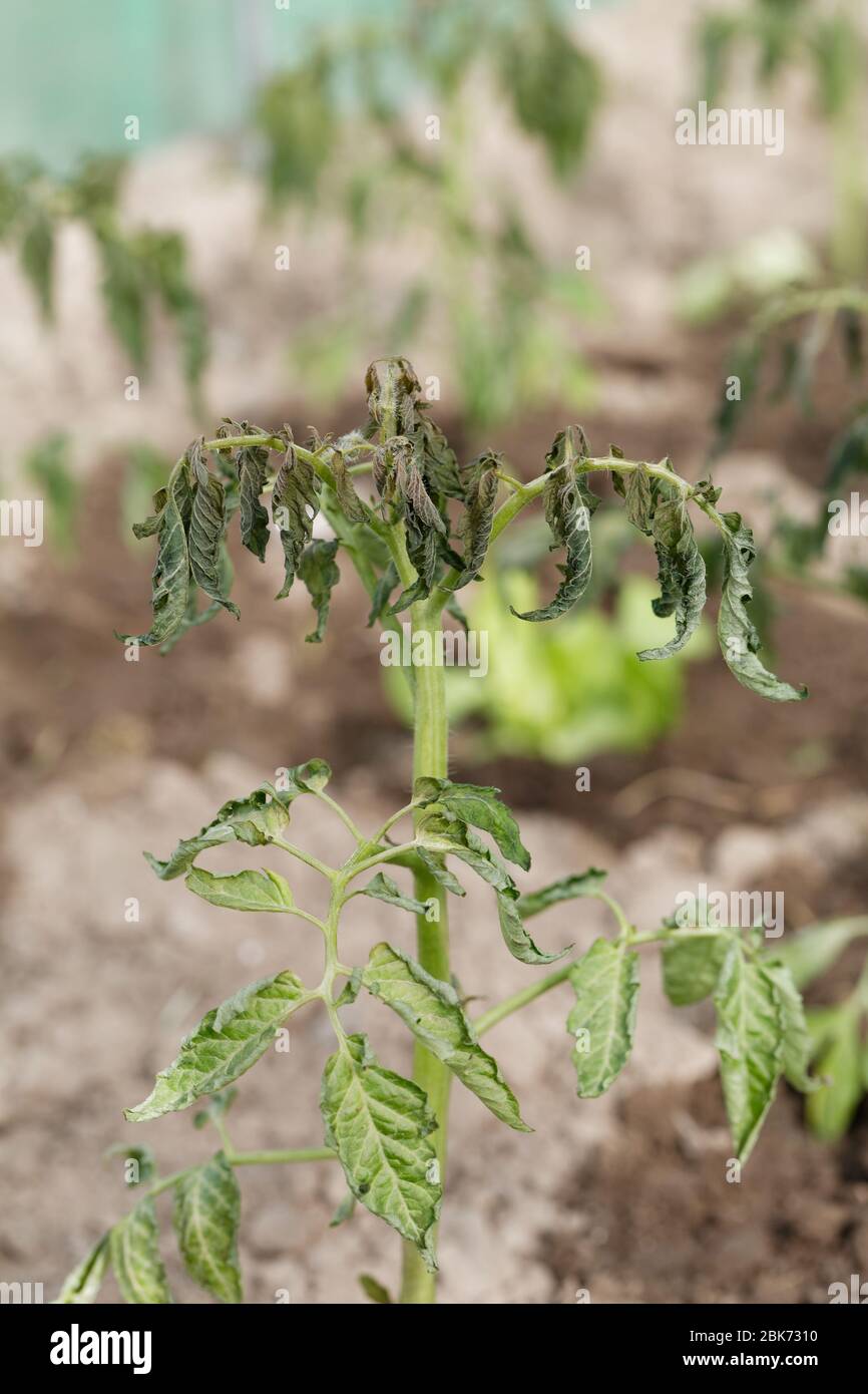 Home gardening greenhouse.Withering tomato seedlings plant quality control with abnormal conditions of high temperatures and lack of water. Stock Photo