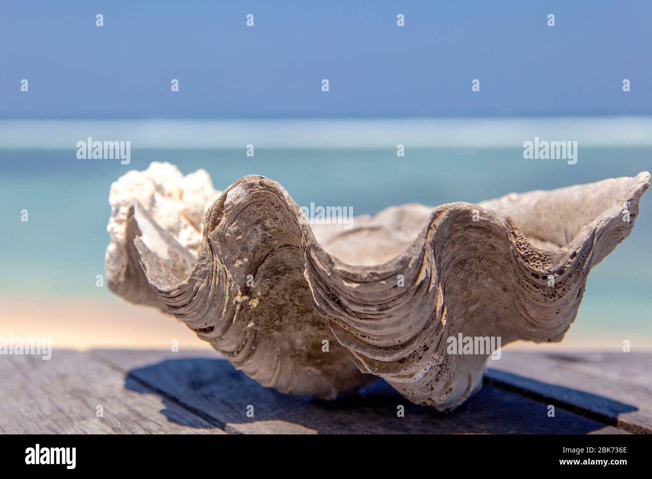 Old Sea Shell, Gili Trawangan island, Indonesia. Stock Photo