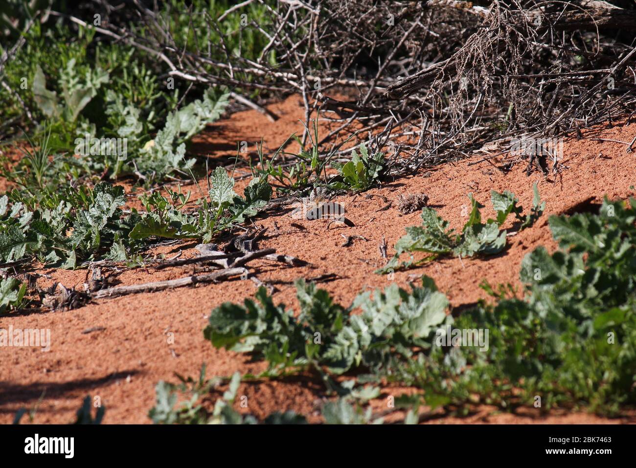 Dry desert native fauna at Port Augusta, South Australia Stock Photo