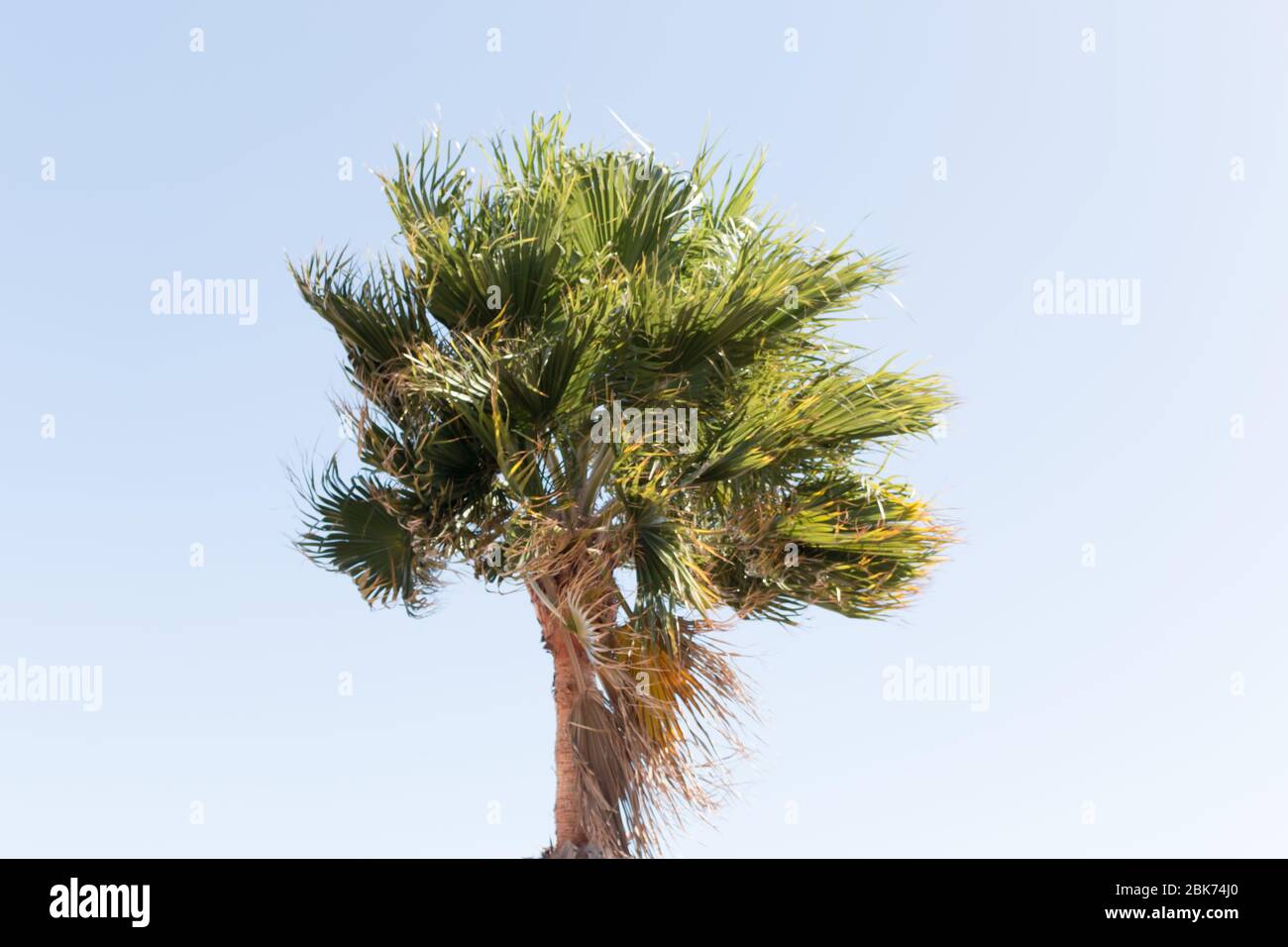 Washingtonia robusta, a palm tree native to western Sonora and Baja
