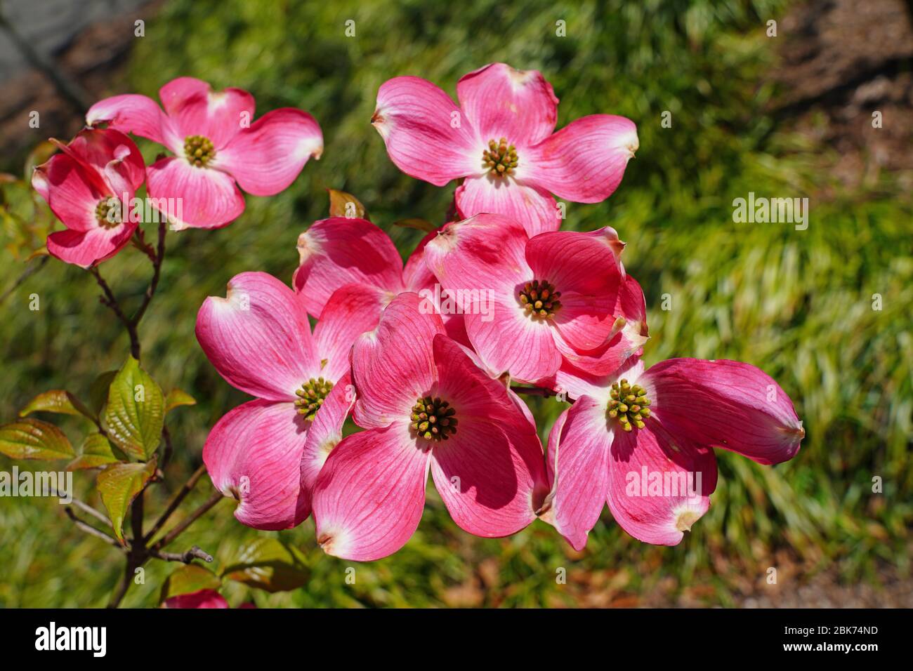 Close-up of a pink dogwood (cornus) flower on the tree in the spring ...
