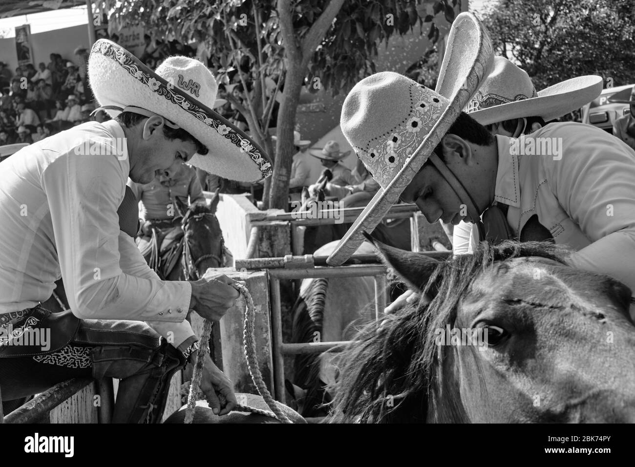 Mexican cowboy getting ready to ride a wild horse during one 