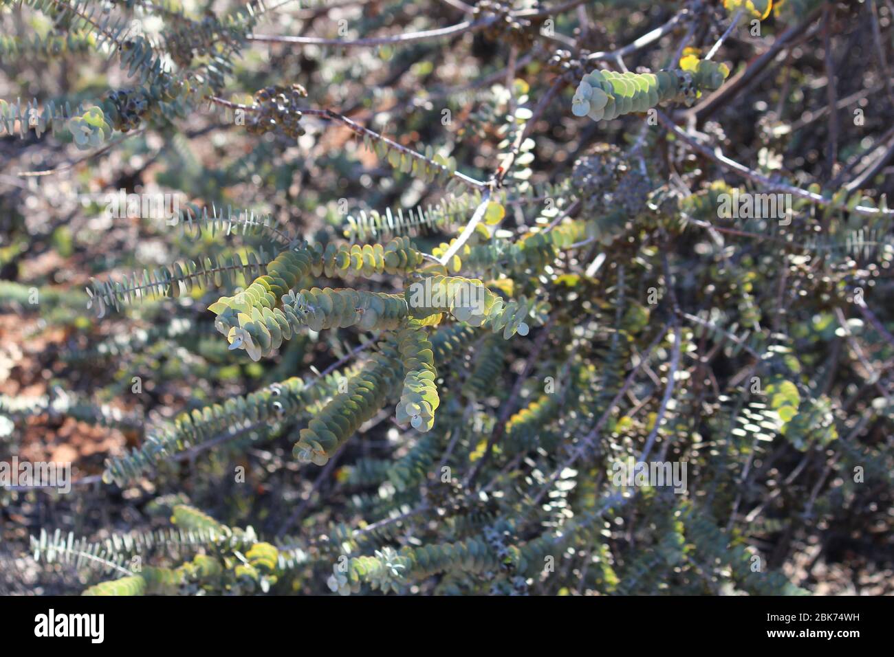 Book leaf mallee hi-res stock photography and images - Alamy