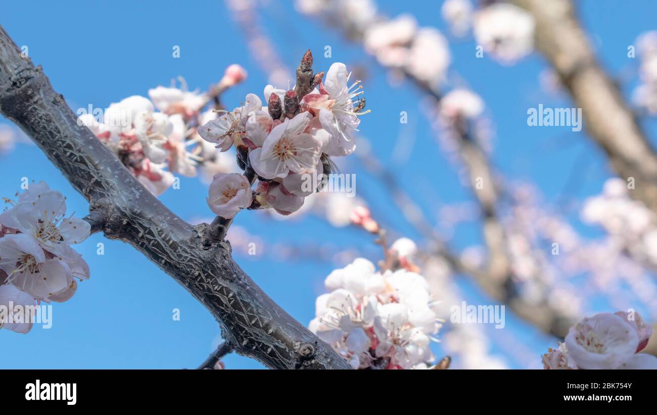 Flowering apricot tree branches, Prunus armeniaca Stock Photo
