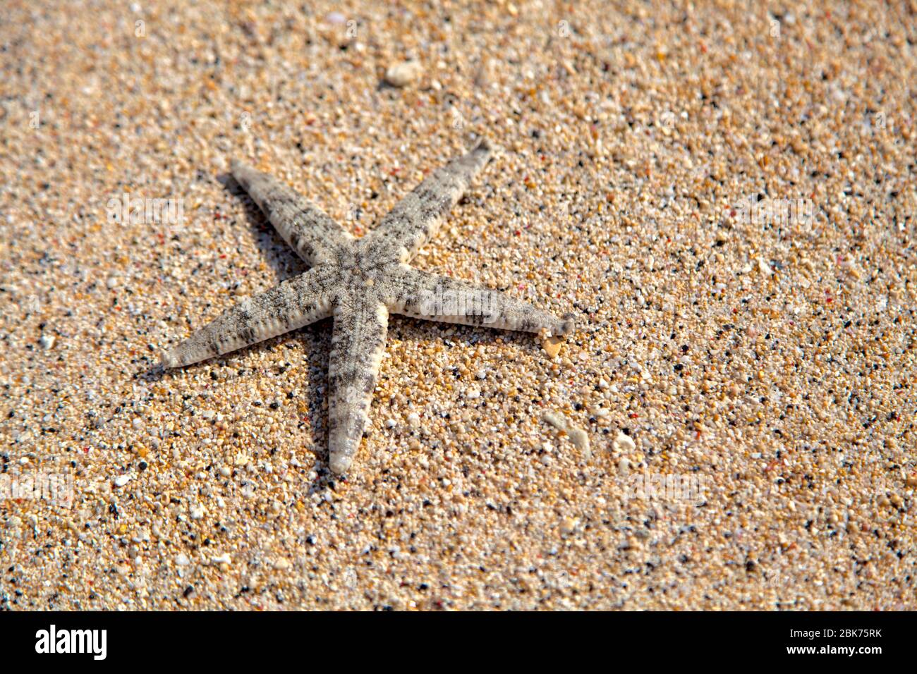 Starfish on the beach, gili trawangan island, Bali, Indonesia. Stock Photo