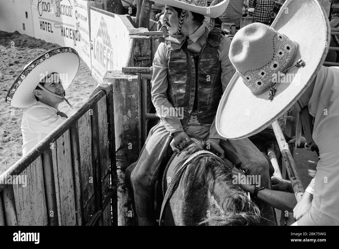 Mexican cowboy getting ready to ride a wild horse during one 