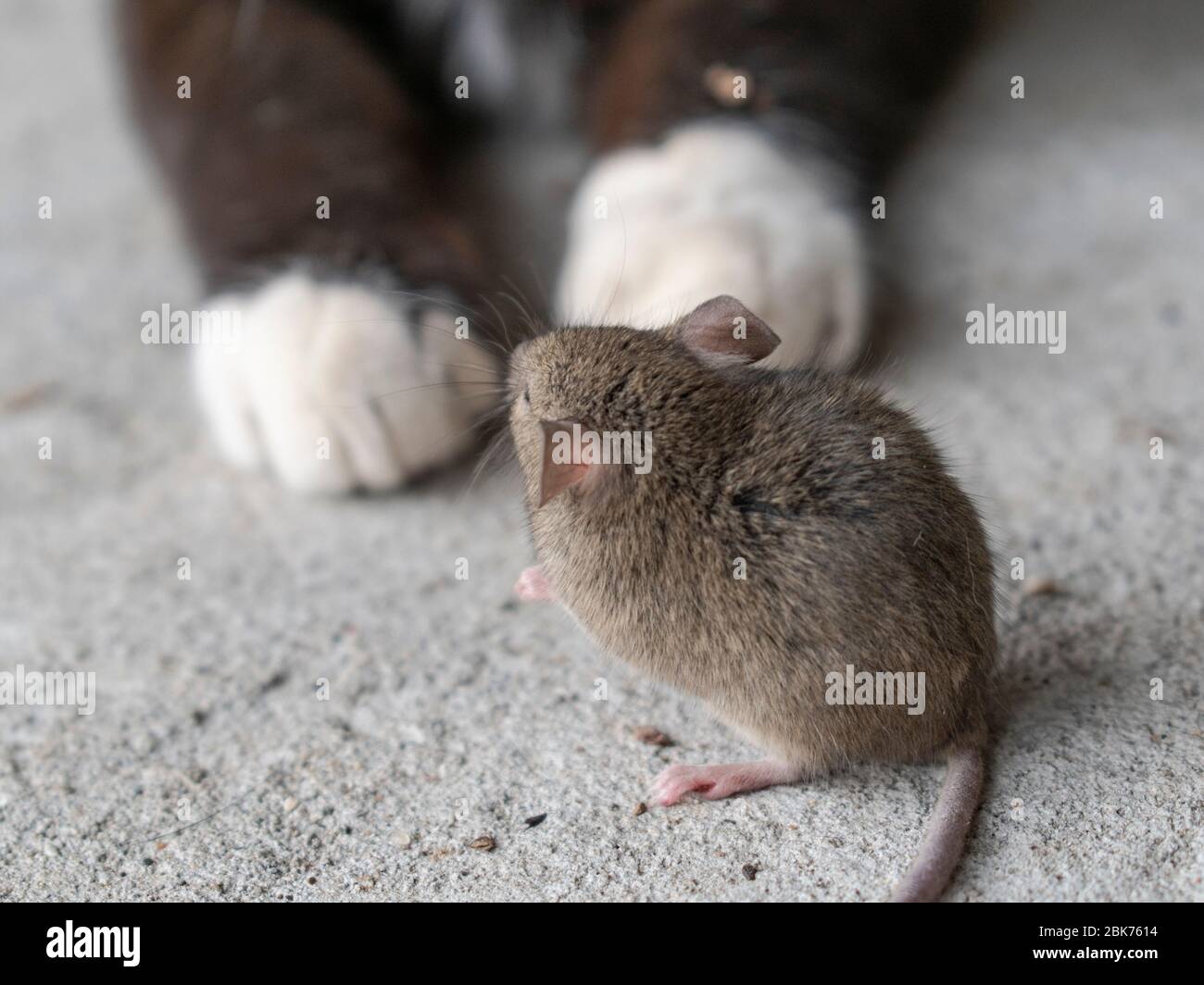 Mouse standing in front of a cat and looking at her. Close up mouse and cat. Animals food chain Stock Photo