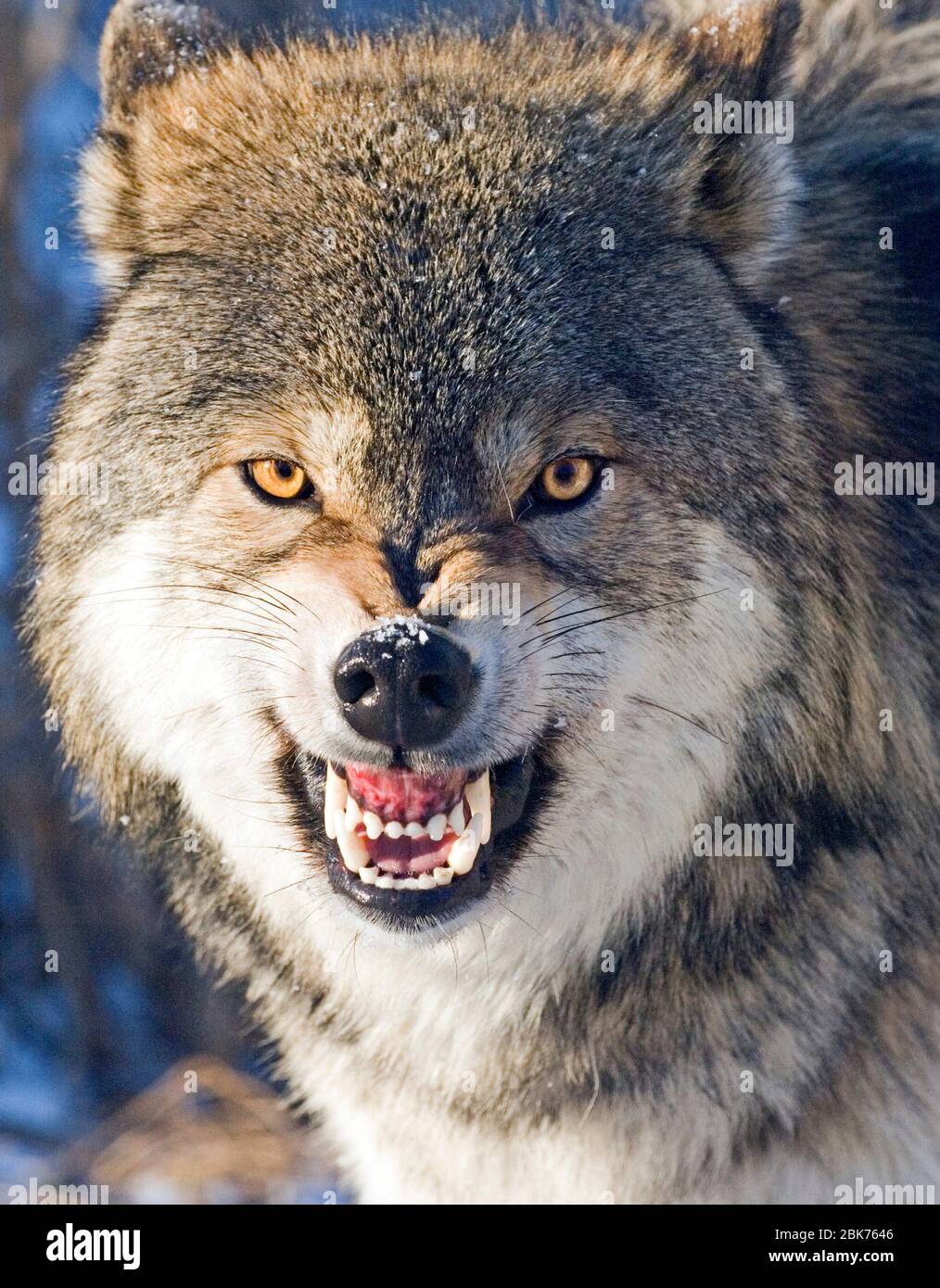 Wolf Canus lupus snarling  Minnesota N America January c Stock Photo