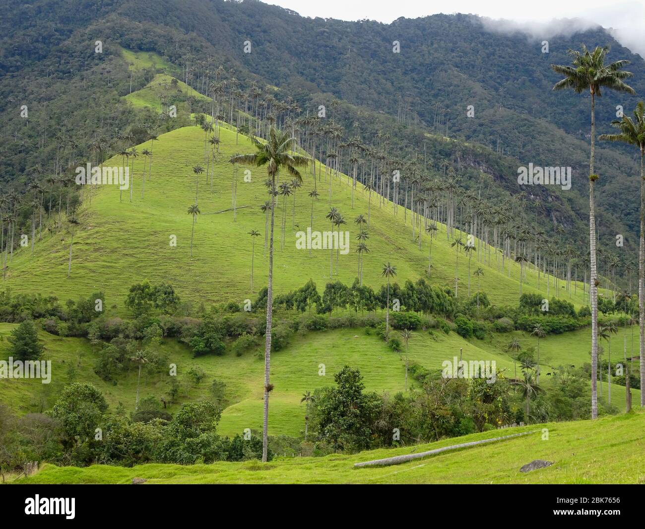 Palm trees at Cocora Valley in Colombia Stock Photo