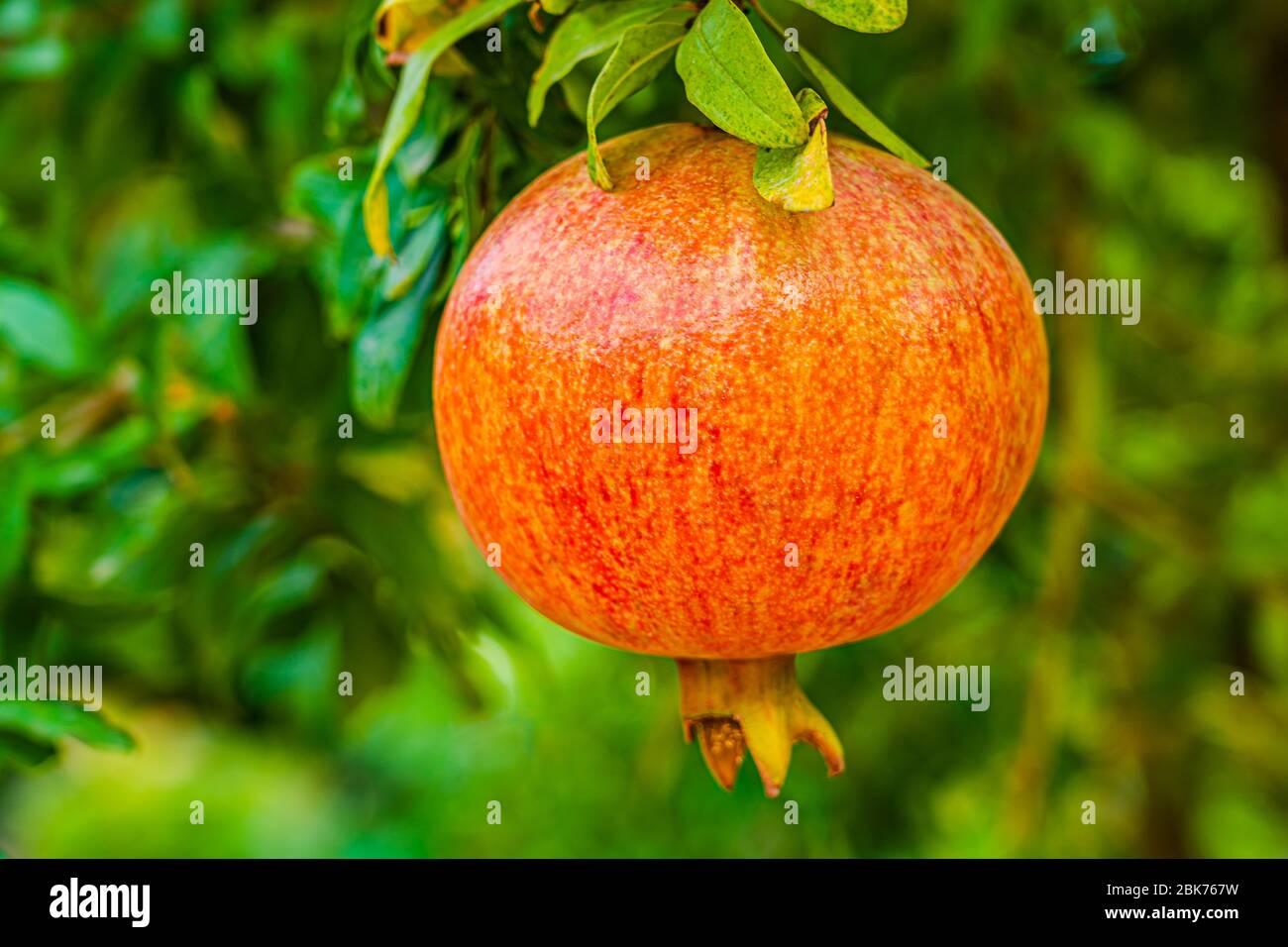 One organic orange yellow pomegranate in a tree on green leaves backgroud. Punica granatum a fruit-bearing deciduous shrub in the family Lythraceae, s Stock Photo