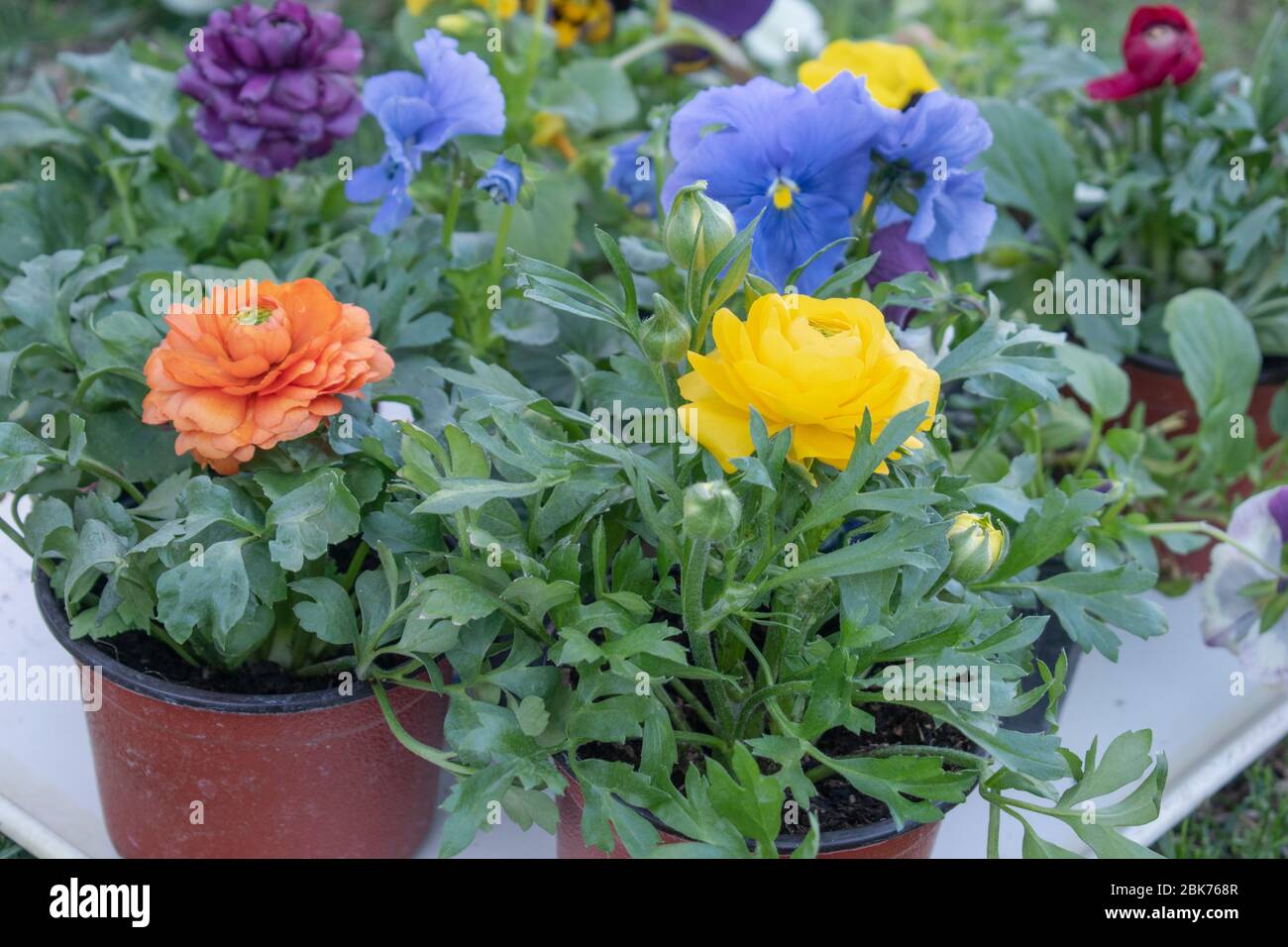 Persian buttercup and viola-flowers seeds in pots Ranunculus asiaticus Stock Photo
