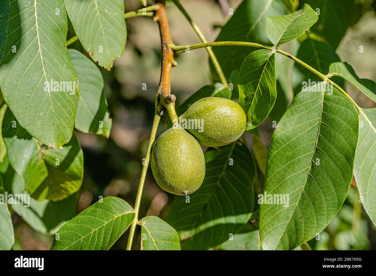 Two walnuts a growing ontree branch in organic farming, scientific name: juglans of the family Juglandaceae Stock Photo