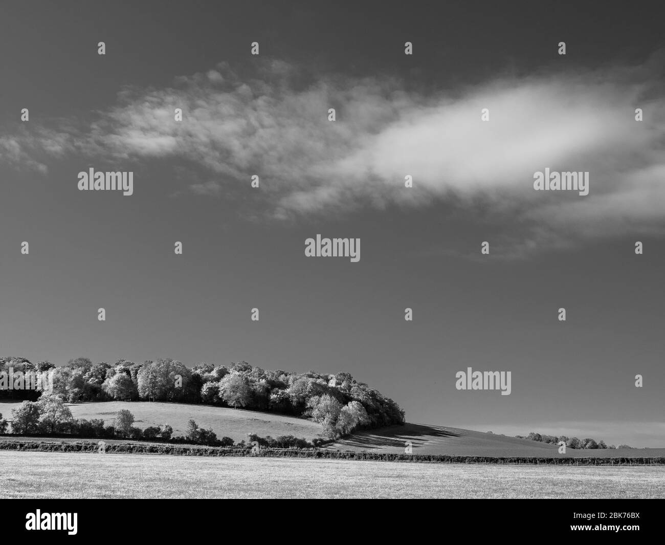 Black and White Landscape, Spring Day, Chiltern Hills, Ipsden
