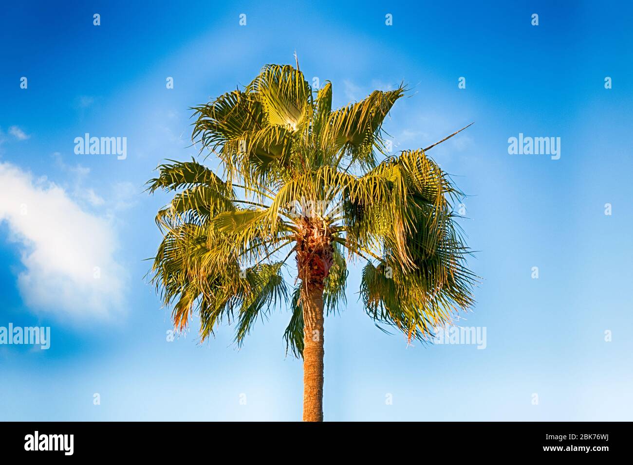 A beautiful palm tree in Playa del Ingles, Maspalomas, Gran Canaria, Spain. Stock Photo