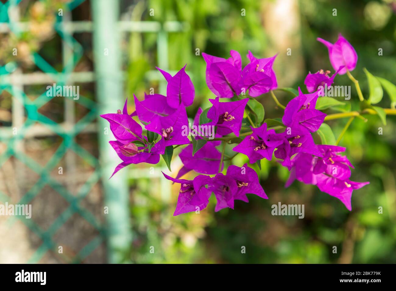 Beautiful pink bougainvillea hedge flower with an out of focus chain link fence background Stock Photo