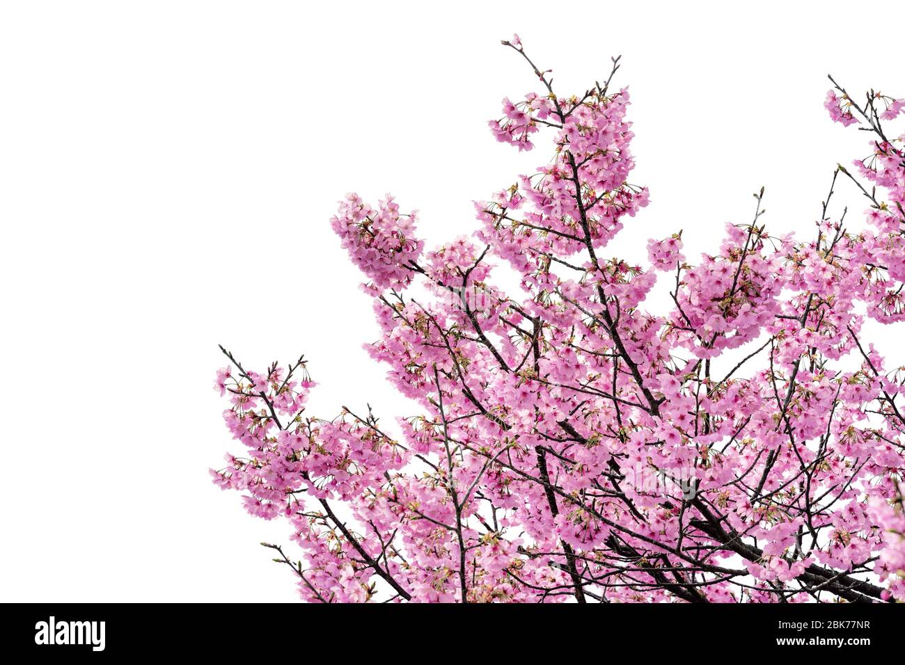 Pink flower, Cherry blossoms tree isolated on white background Stock ...
