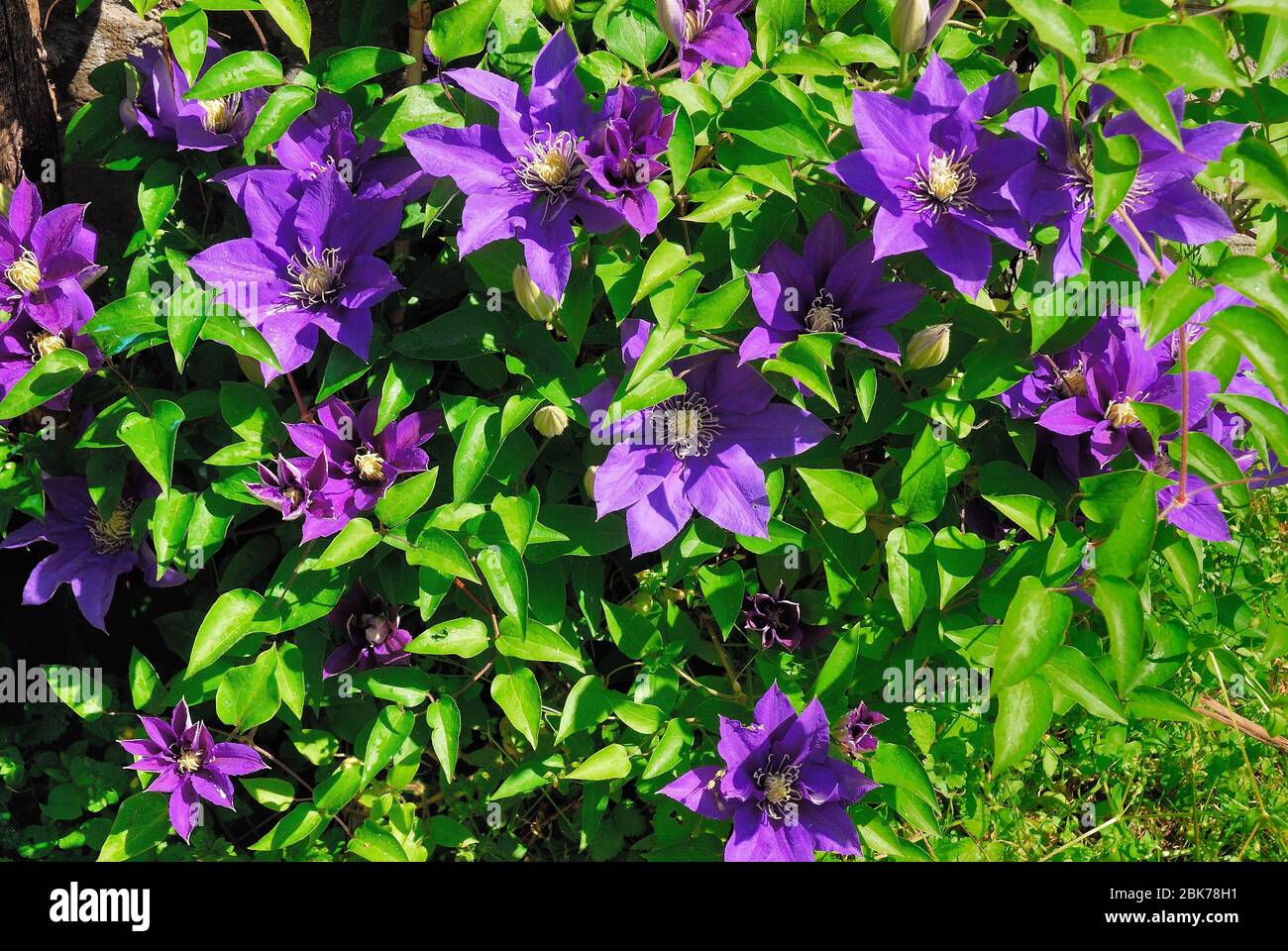 Clematis is a genus of about 300 species within the buttercup family, Ranunculaceae. Their garden hybrids have been popular among gardeners. Stock Photo
