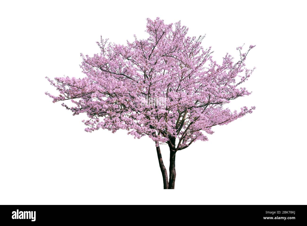 Pink flower, Cherry blossoms tree isolated on white background Stock ...