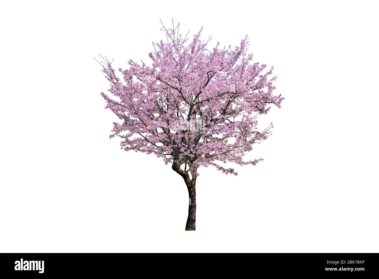 Pink flower, Cherry blossoms tree isolated on white background Stock ...