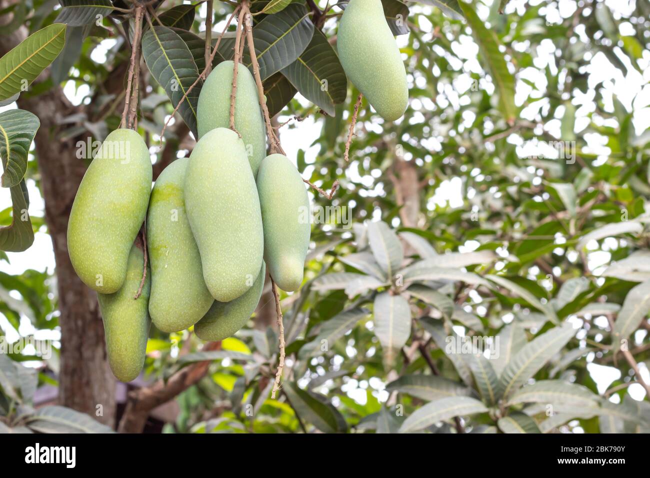 Many mango on the tree in garden Background in paddy fields. Stock Photo