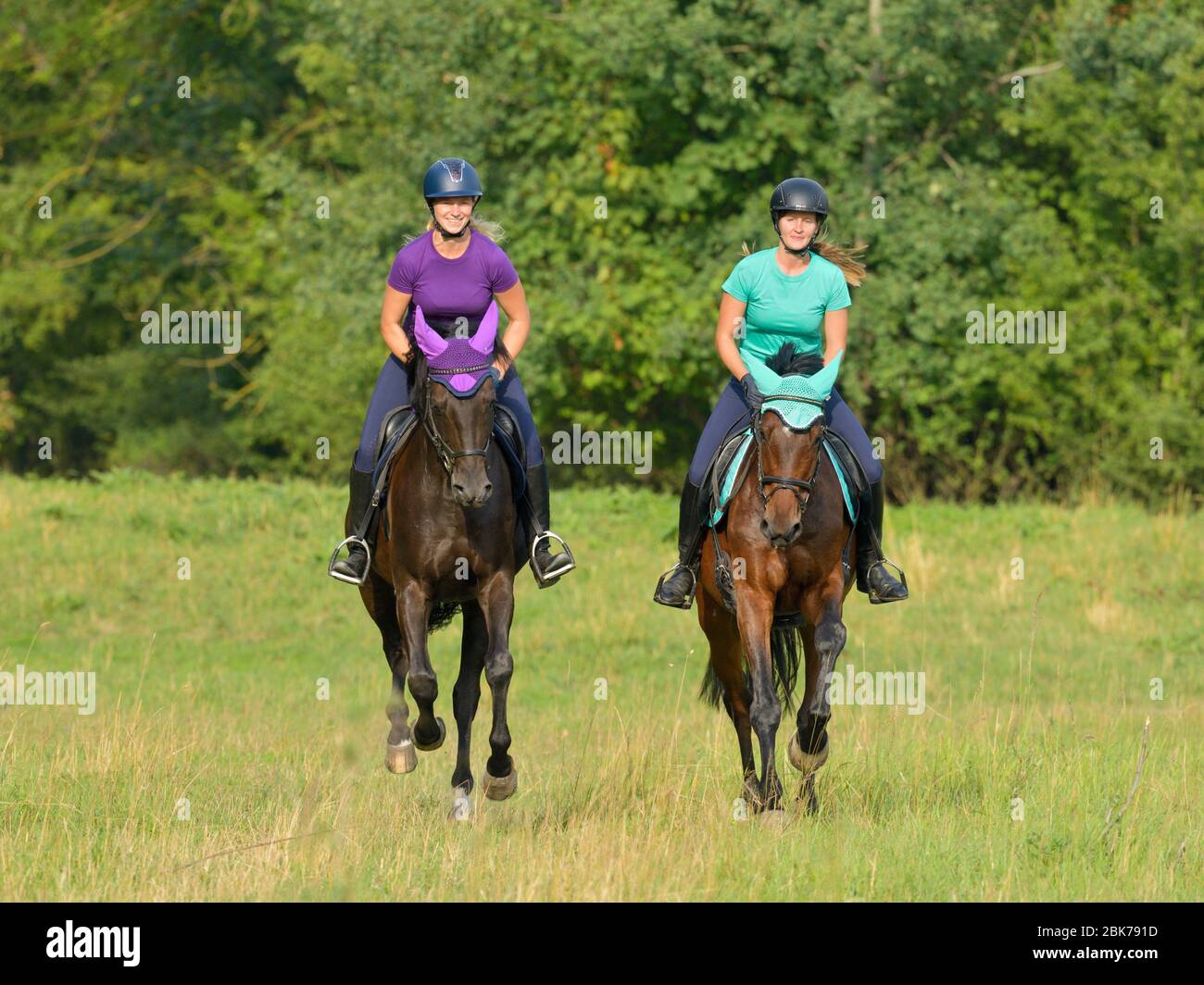 Two riders hacking on back of German horses cantering Stock Photo - Alamy